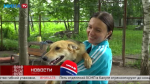 Молодые собаки Вендетта и Пиноккио готовы отправиться в любящие семьи